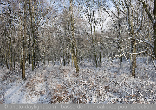 paysage hivernal  / winter landscape